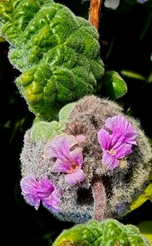 Ballota africana hairy whorl