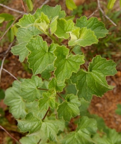 Ceratotheca triloba leaves