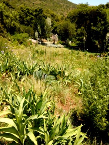 Chlorophytum krookianum