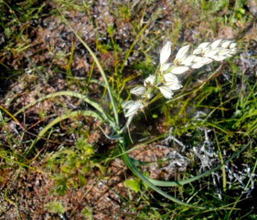 Chlorophytum triflorum flowers