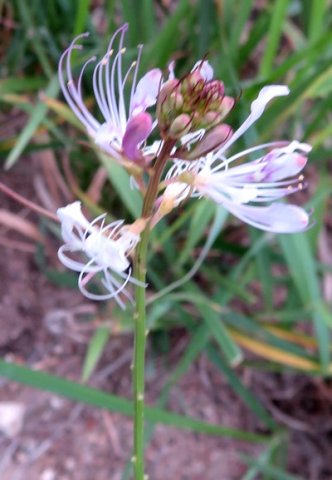 Cleome macrophylla