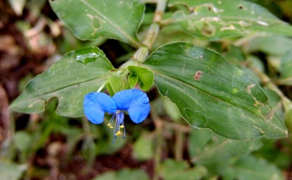 Commelina erecta leaves