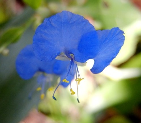 Commelina erecta flower
