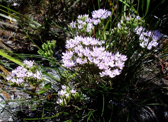 Corymbium africanum