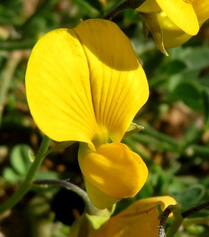 Crotalaria humilis flower