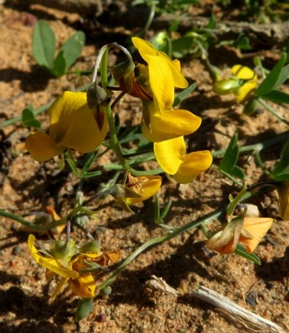 Crotalaria humilis