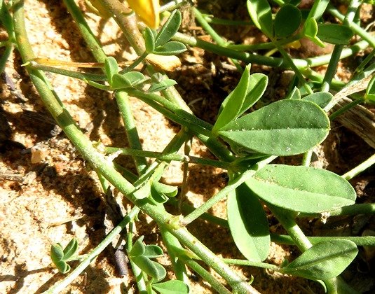 Crotalaria humilis leaves