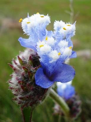Cyanotis speciosa flowers