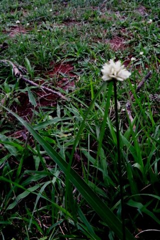 Cyperus obtusiflorus var. obtusiflorus inflorescence