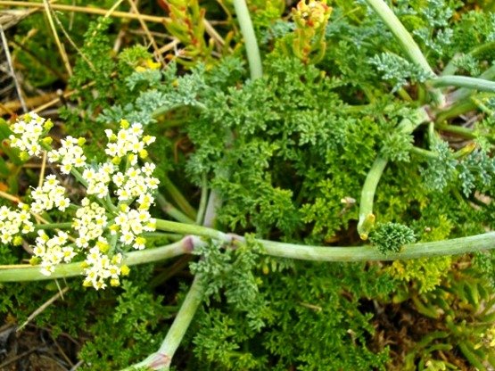 Dasispermum suffruticosum