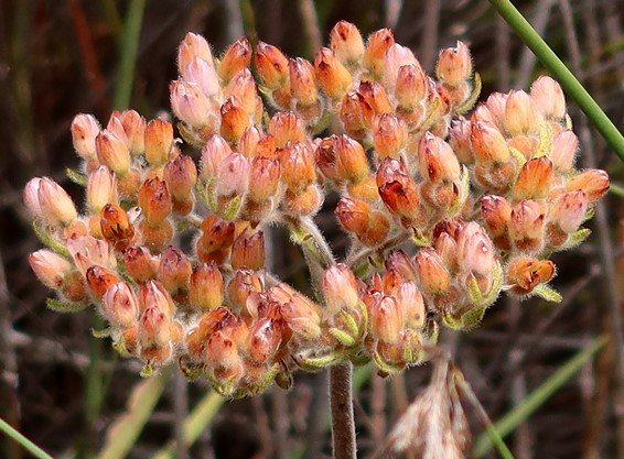 Dilatris pillansii ageing florets