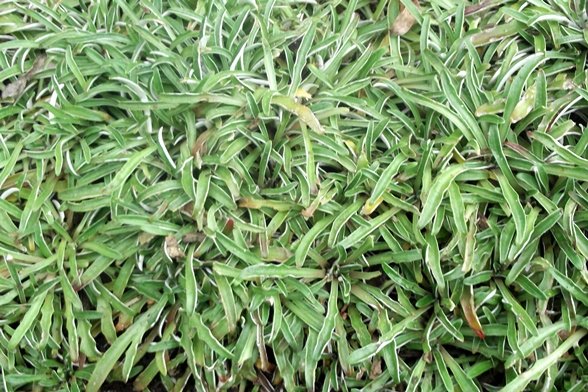 Dymondia margaretae