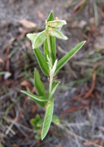 Eriosema salignum pods