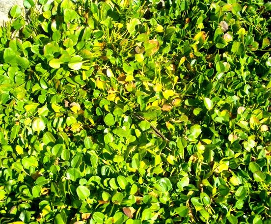 Falkia repens