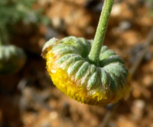 Foveolina dichotoma green back