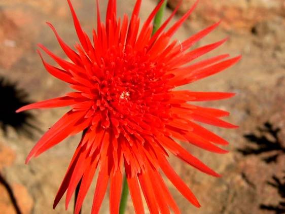 Gerbera jamesonii