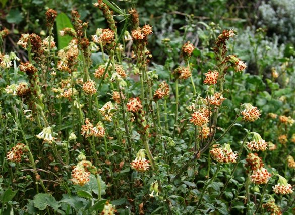 Glumicalyx goseloides at the Sani Pass