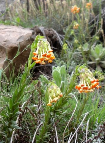 Glumicalyx goseloides