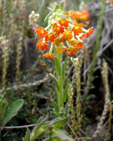 Glumicalyx goseloides flowers