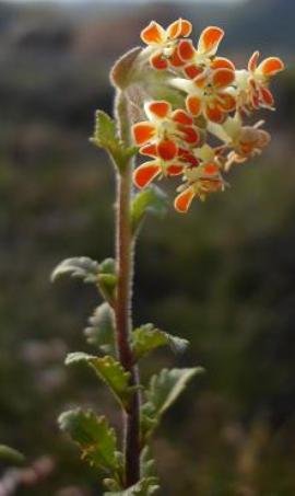 Glumicalyx nutans