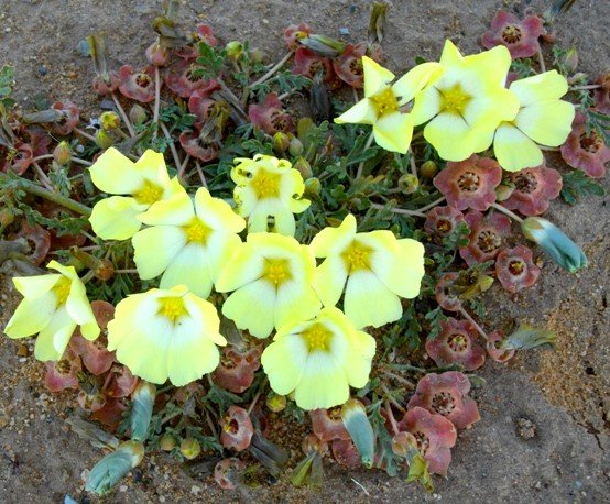 Grielum humifusum colour changes