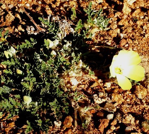 Grielum humifusum