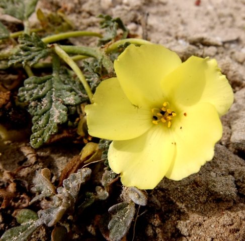 Grielum humifusum flower