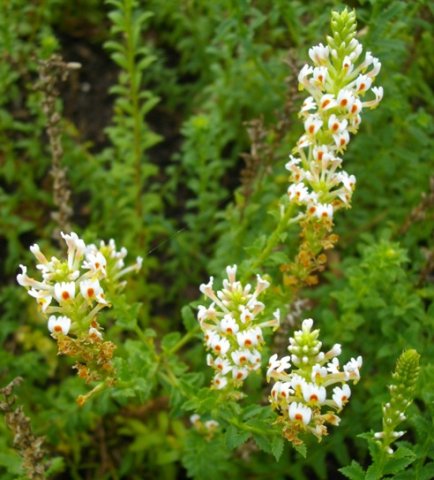 Hebenstretia dura