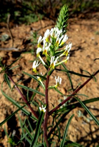 Hebenstretia parviflora leaves