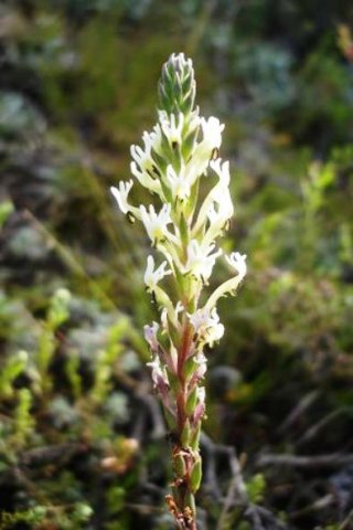 Hebenstretia