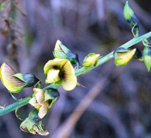 Crotalaria