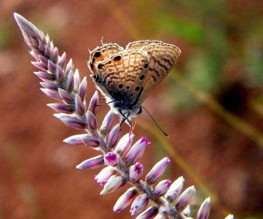 Hermbstaedtia odorata