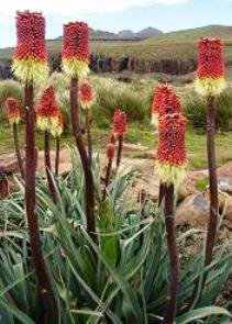 Kniphofia caulescens