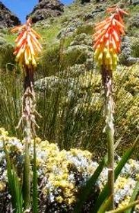 Kniphofia ritualis 