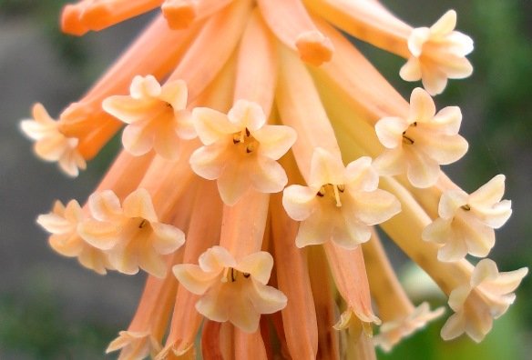 Kniphofia triangularis subsp. triangularis flowers