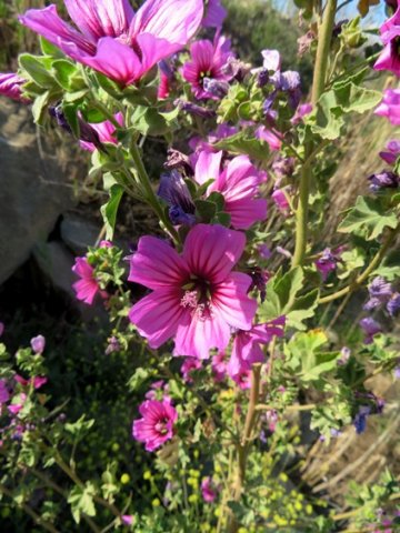 Malva arborea