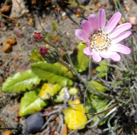 Mairia crenata flowerhead