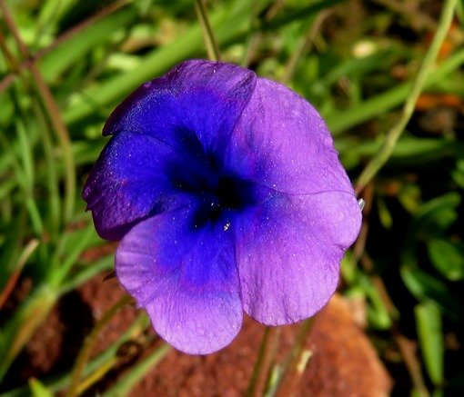 Monopsis debilis var. gracilis flower