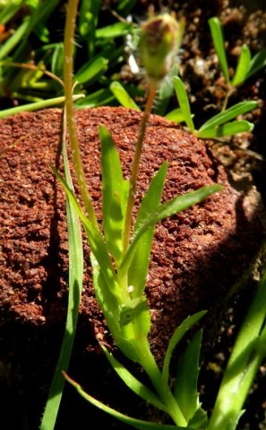 Monopsis debilis var. gracilis leaves