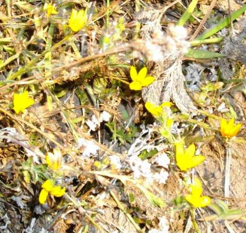 Monopsis lutea