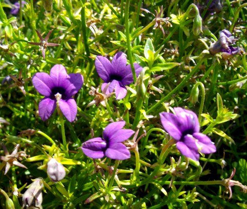 Monopsis unidentata