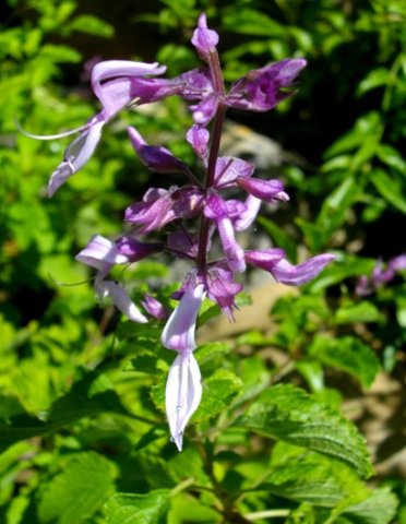 Ocimum labiatum flowers