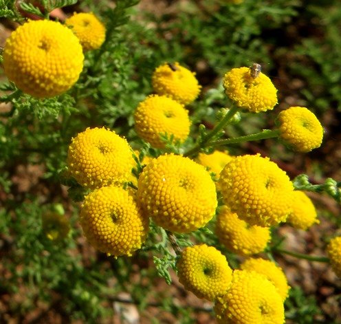 Oncosiphon piluliferum flowerheads and diners