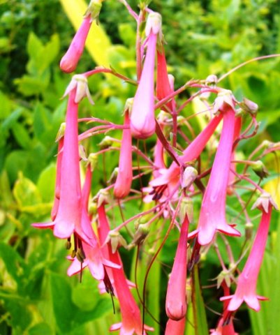 Phygelius aequalis flowers