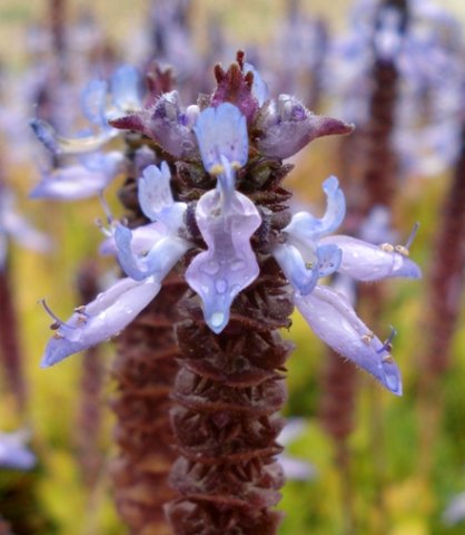 Coleus neochilus inflorescence