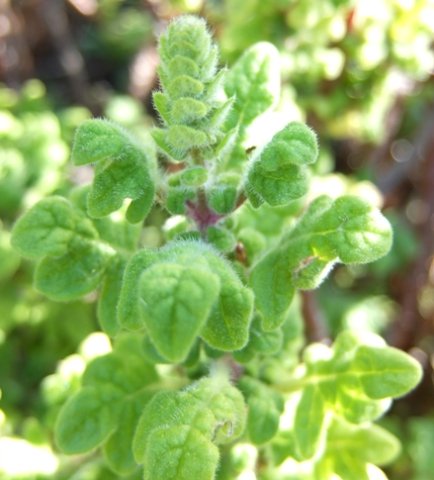Coleus venteri starting to flower