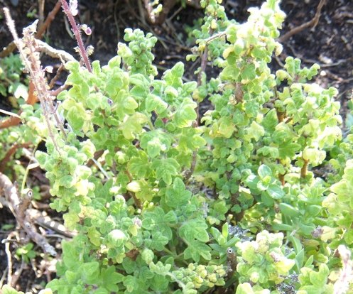 Coleus venteri