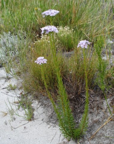 Pseudoselago spuria