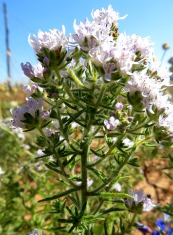 Pseudoselago