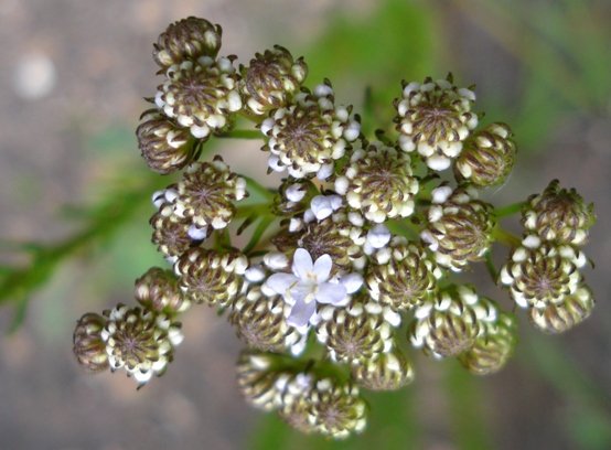 Pseudoselago subglabra starting to flower